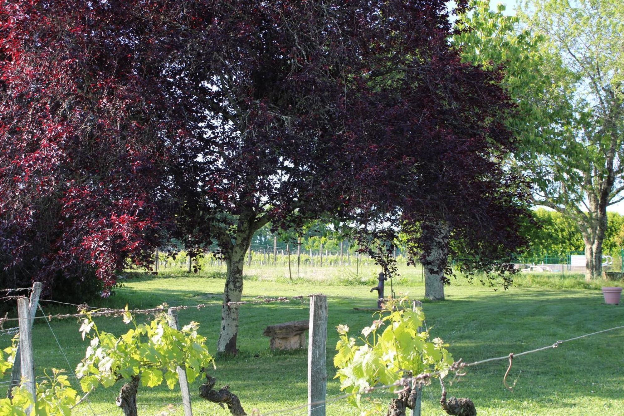 Bed and Breakfast La Vigneraie De Laura Sainte-Colombe  Екстер'єр фото