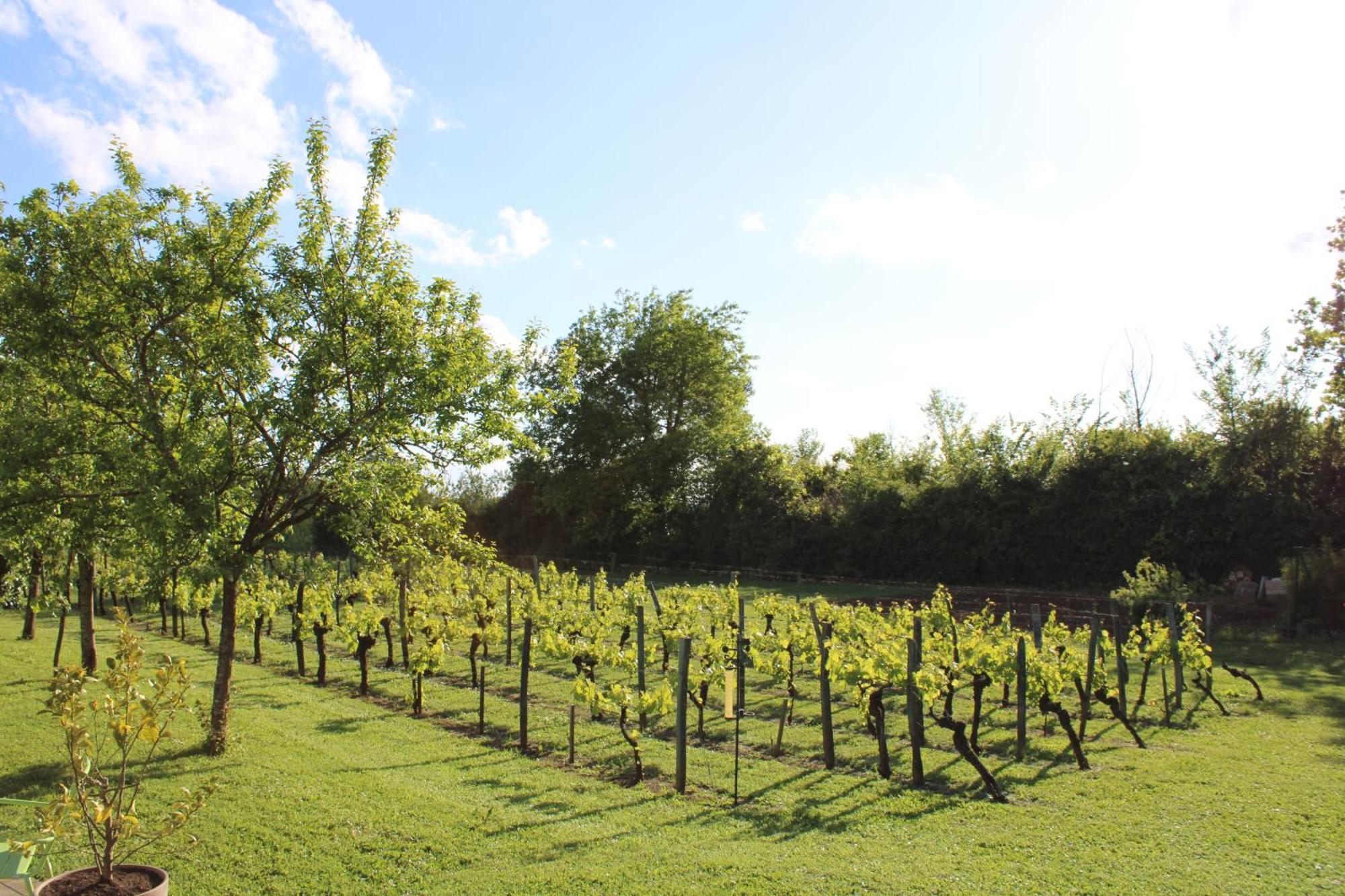 Bed and Breakfast La Vigneraie De Laura Sainte-Colombe  Екстер'єр фото